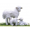 MOUTONS EN FAMILLE